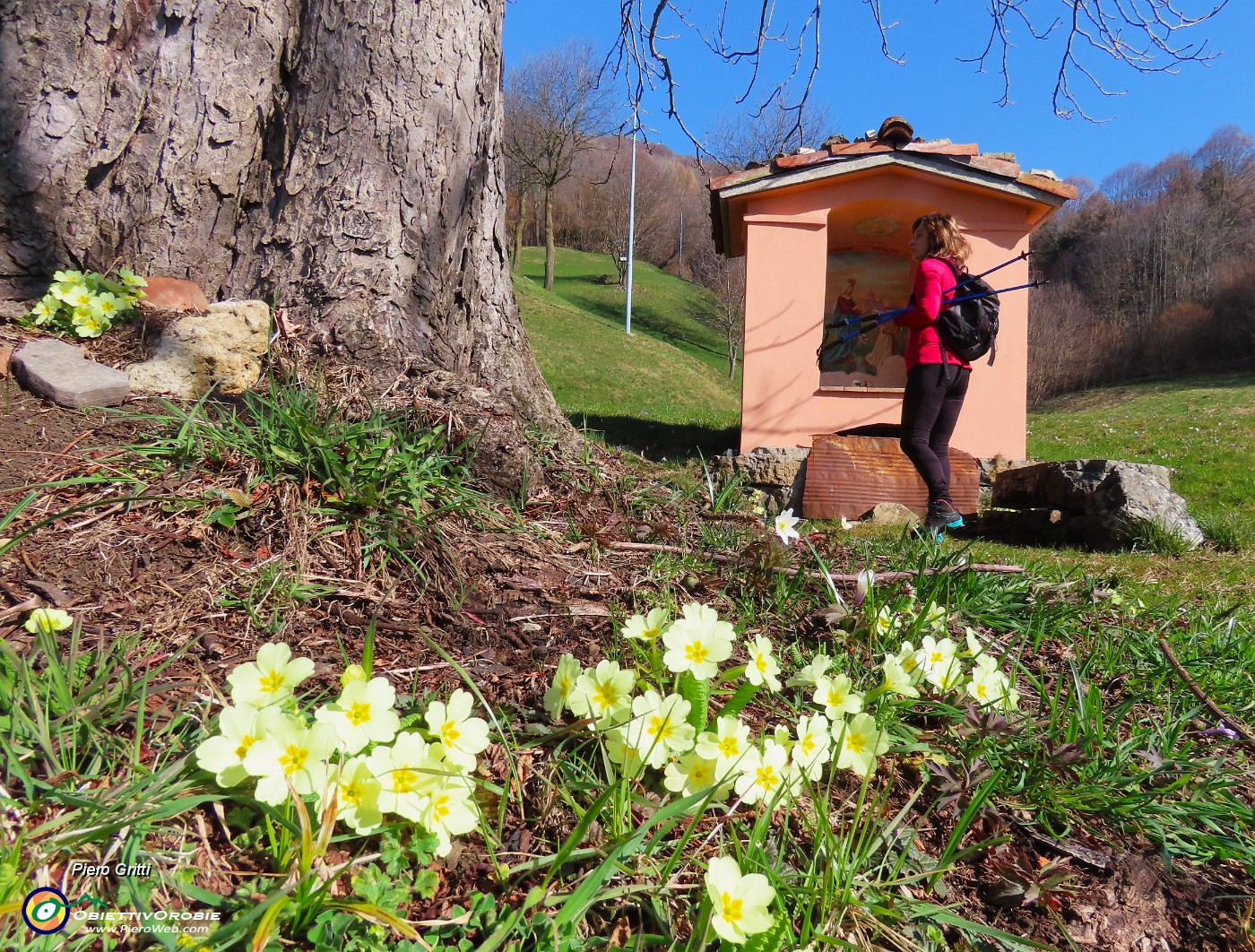 21 Santella della Madonna di Caravaggio in prato con primule fiorite.JPG